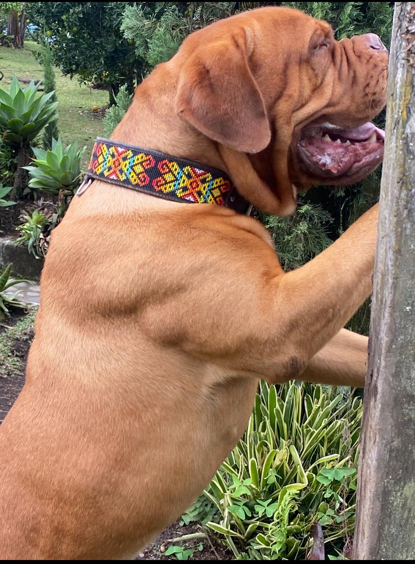 Cachorro 1