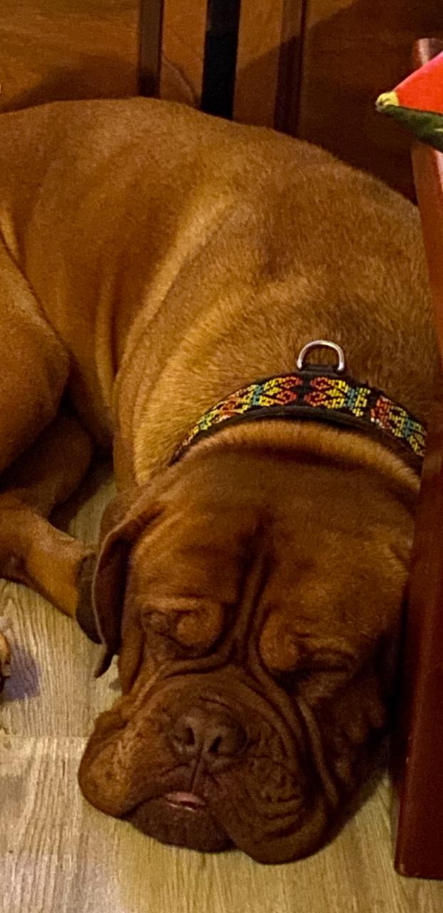Cachorro 2